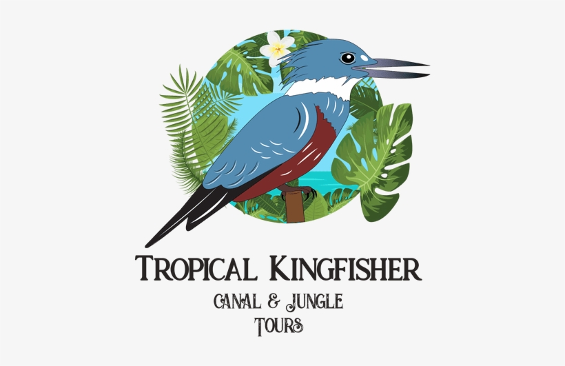Kingfisher Tours, transparent png #2452800