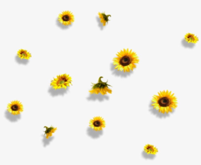 Sunflower Flower Nature Falling - Mamamoo, transparent png #2453606