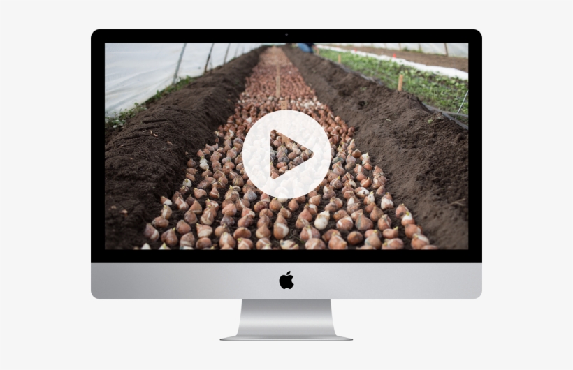 Cut Flower Garden Fall Mini Course - Imac 21.5 Inch Computer, transparent png #2453630