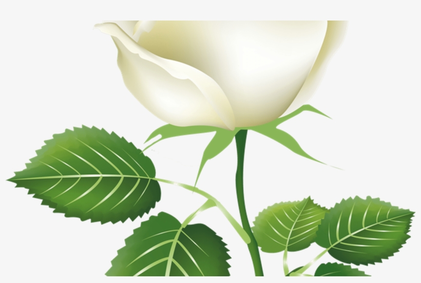 White Flower Vector Royalty Free Transparent Background - White Rose Clipart, transparent png #2454796