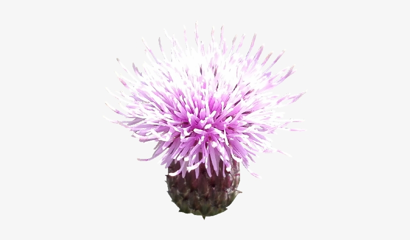 Milk Thistle Photo Png - Milk Thistle, transparent png #2455004