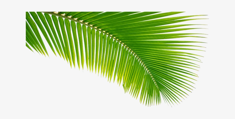 Read It - Coconut Leaves Png, transparent png #2455761