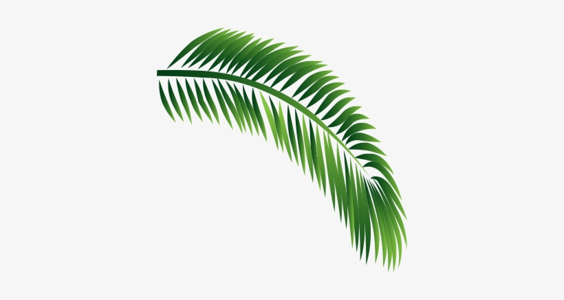 Decorative Leaf - Babassu, transparent png #2455810