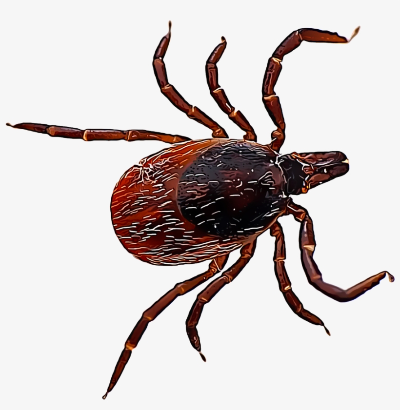 Deer Ticks Are Small Pests That Cause Very Serious - Lyme Tick, transparent png #2456328