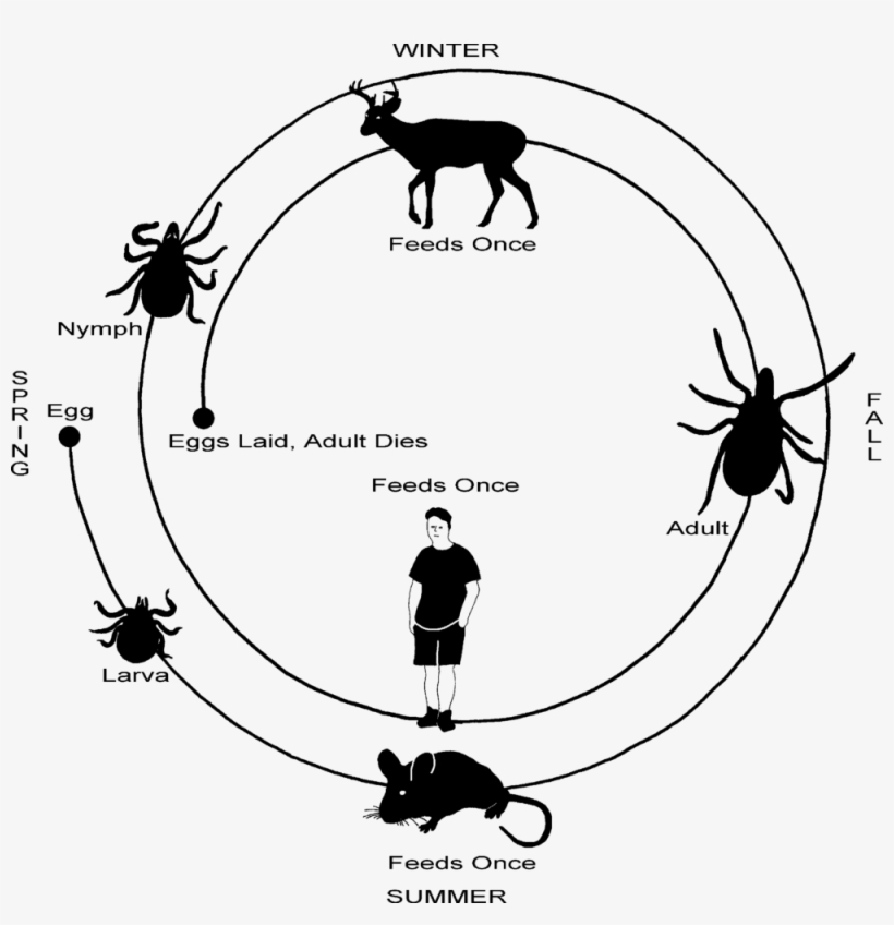 Tick Lifecycle - Host Cycle Lyme Disease, transparent png #2456356