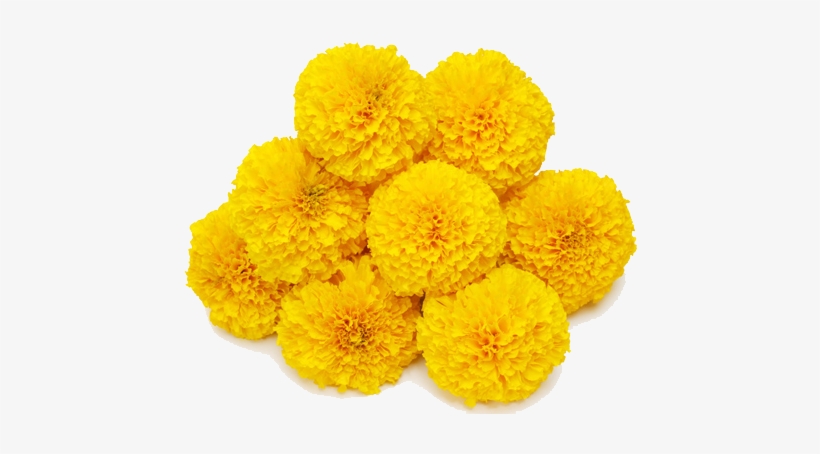 Marigold Transparent Background - Marigold Png, transparent png #2457037