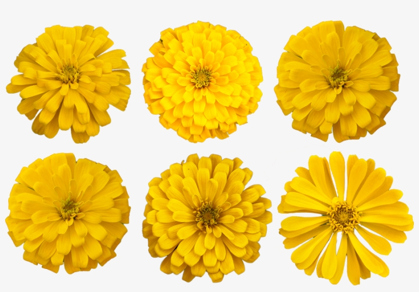 Marigold Flower Cutout Photo - Party, transparent png #2457099