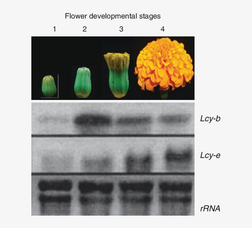 Mrna Analysis In Developing Flowers Of Marigold - Flower, transparent png #2457253