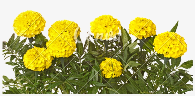 Yellow Marigold Flowers And Leaves Isolated On White - Flower, transparent png #2457317