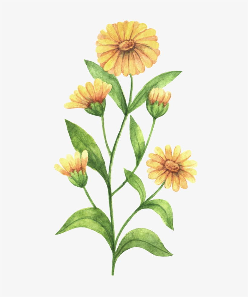 Black And White Stock Officinalis Others Transprent - Calendula Flower Drawing, transparent png #2457375
