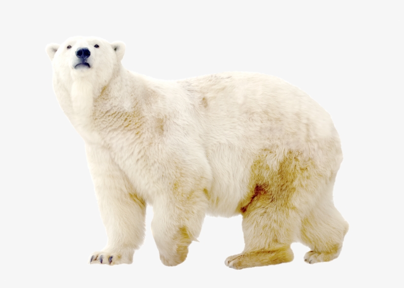 Mountains Background, And Ice Background Images To - Polar Bear On Ice Png, transparent png #2457385