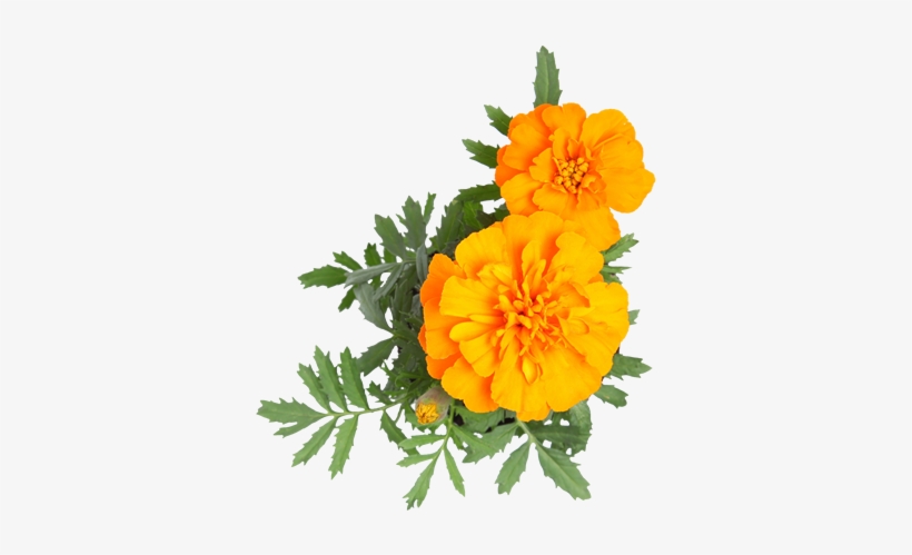 Contact Us - Tagetes Patula, transparent png #2457581