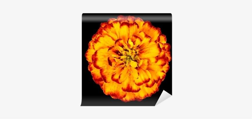 Yellow Orange Marigold Flower Isolated On Black Background - Yellow, transparent png #2457740