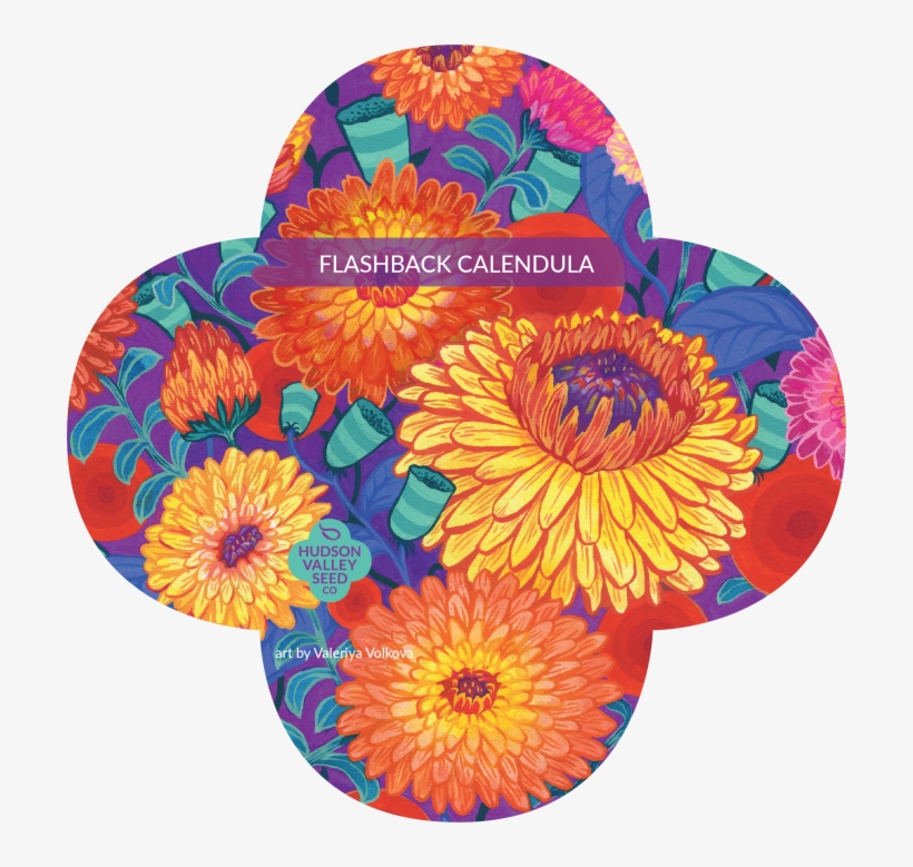 Flashback Calendula Mix - Hudson Valley Seed Company, transparent png #2457798