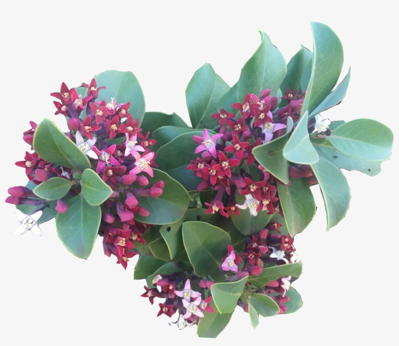 Sandalwood - Sandalwood - Sandalwood - Sandalwood - - Sandalwood, transparent png #2458354