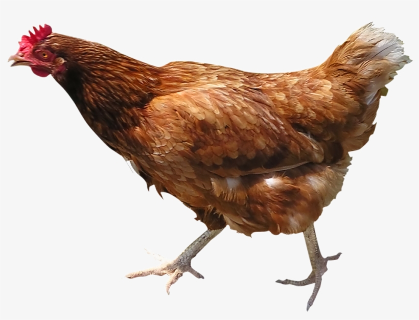 Hen Png Picture - Chicken Bird, transparent png #2458997