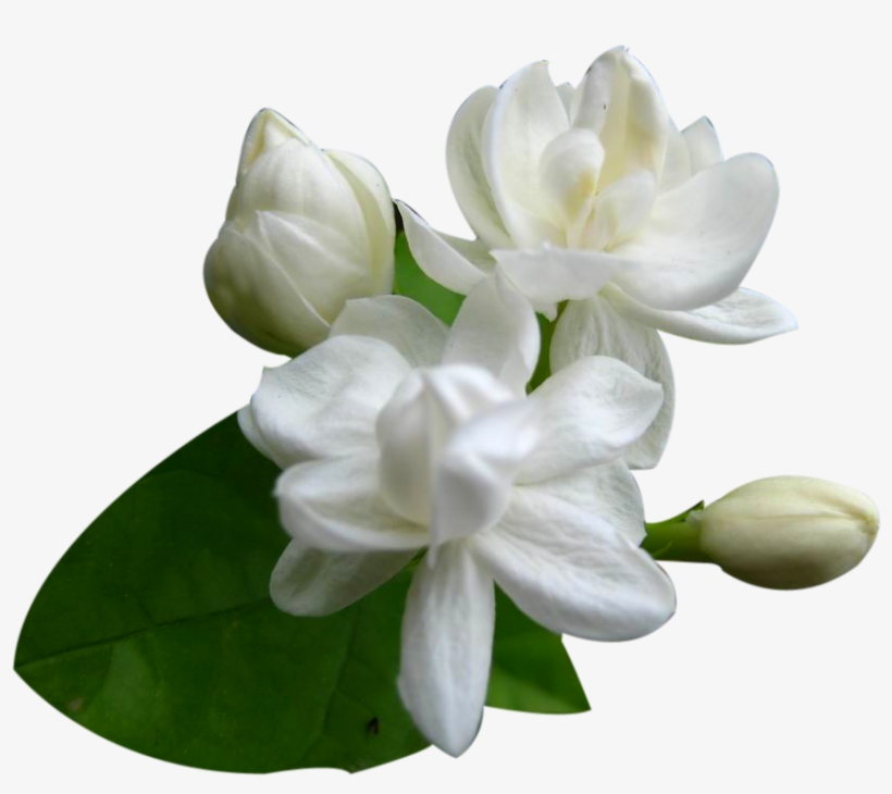 Png Jasmine Flower Png - Jasmine Flower Images Png, transparent png #2460021