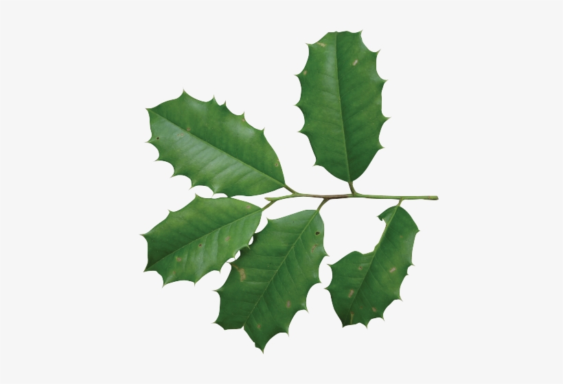 Photo Friends Of The Louisiana State Arboretum - Ilex Opaca Leaf, transparent png #2460575