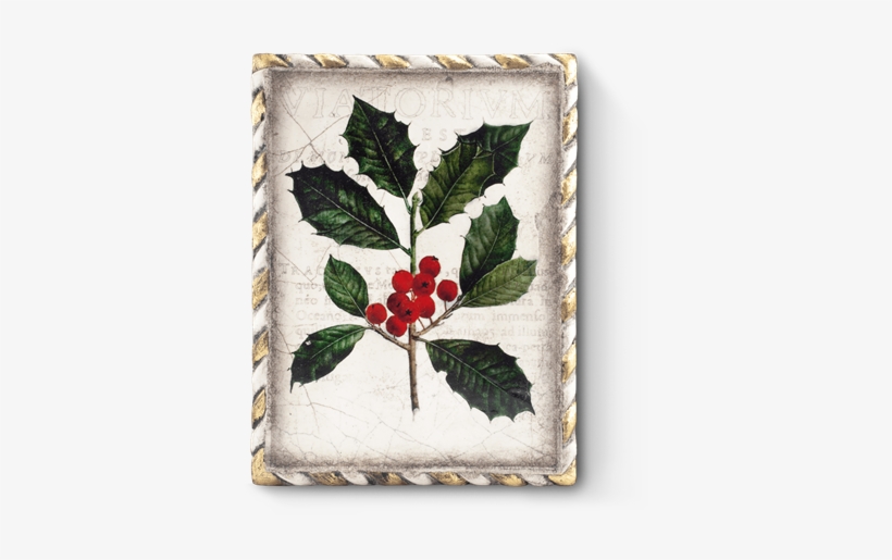 Winterberry No Image Available - Holly, transparent png #2460596