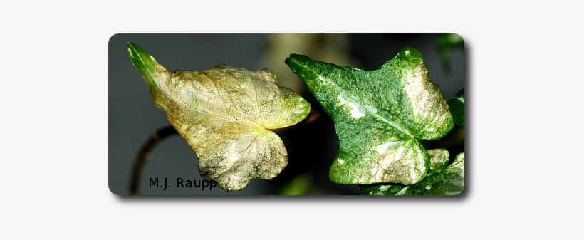 Brown, Discolored Leaves Can Be A Sign Of Thrips At - Plant Pathology, transparent png #2460627
