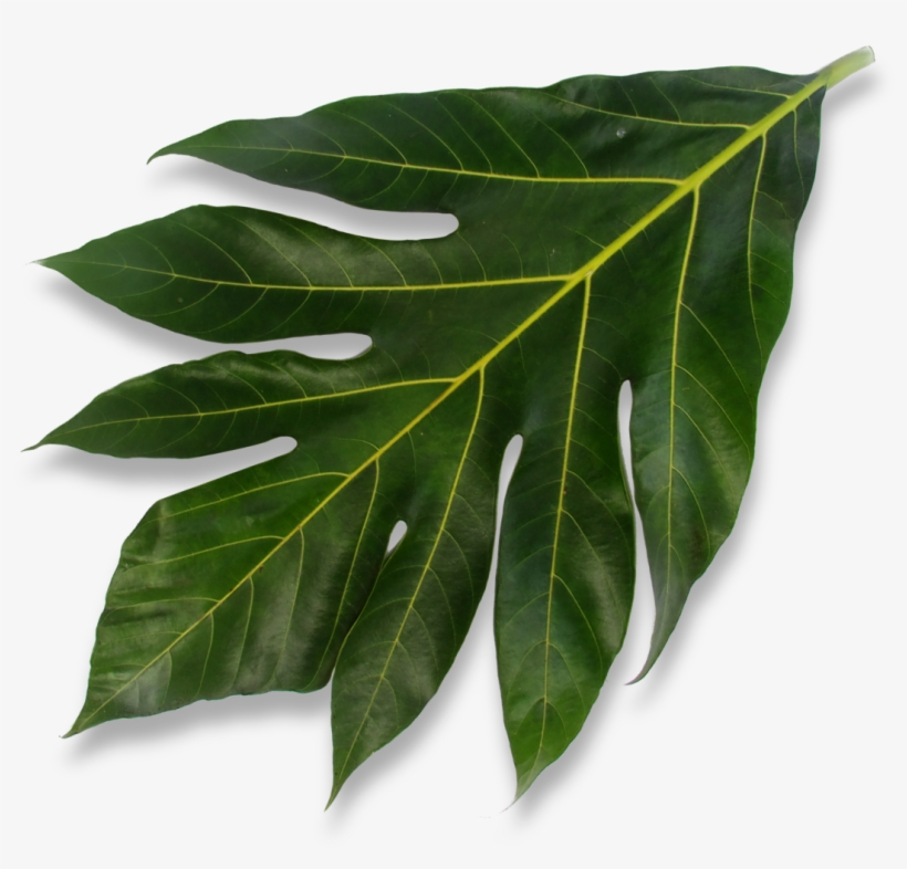To Learn More About Isle Bites Please Don't Hesitate - Community Northern Beaches, transparent png #2460708