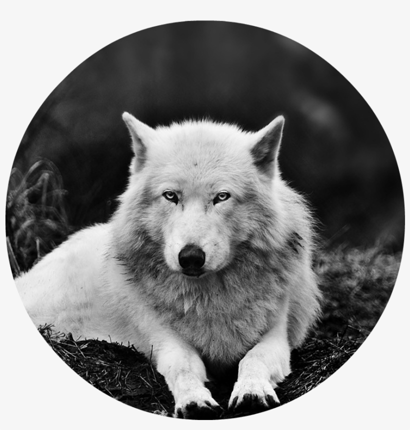 Black And White Wolf 16 Widescreen Wallpaper - Animal Wallpaper Hd 1080p 1920p, transparent png #2462828