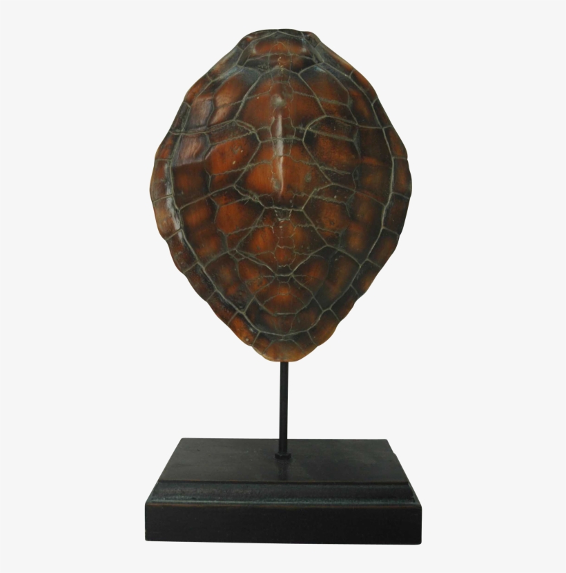 Decorative Sea Turtle Shell On Stand - Turtle Shell Display, transparent png #2463695