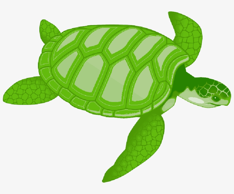 Mb Image/png - Sea Turtle Clip Art, transparent png #2463881