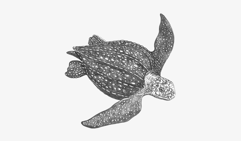 Leatherback Sea Turtle - Leatherback Sea Turtle Png, transparent png #2463993