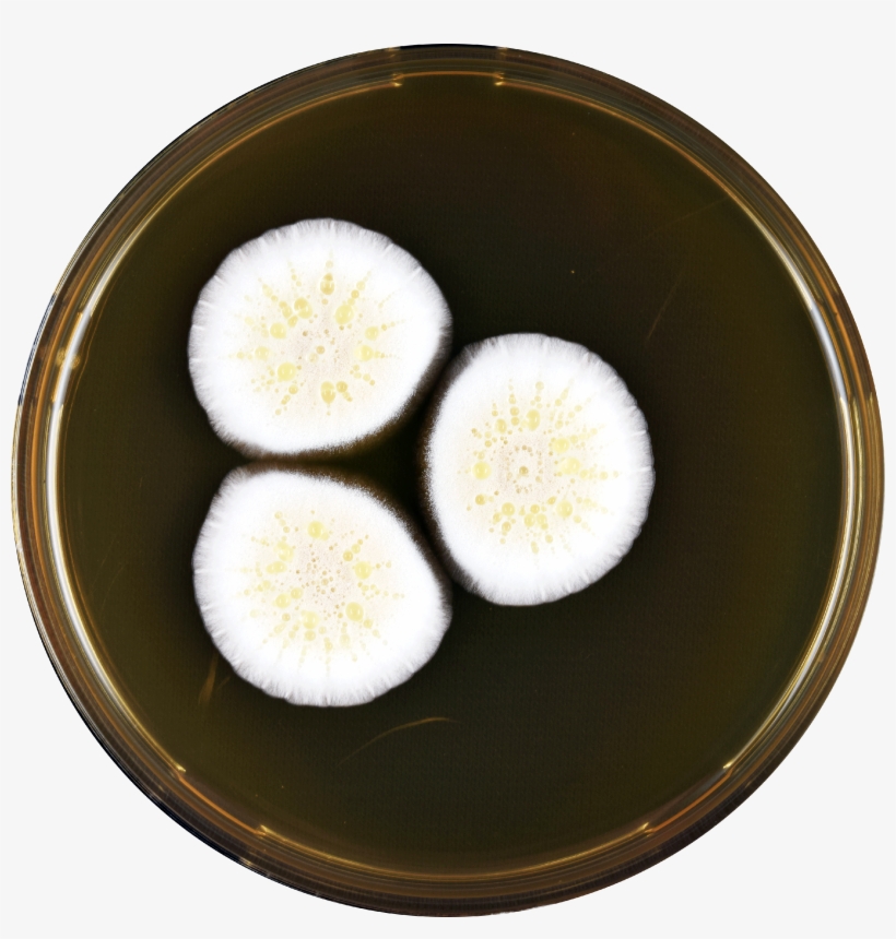 Aspergillus Floccosus Meaox - Flower, transparent png #2464064