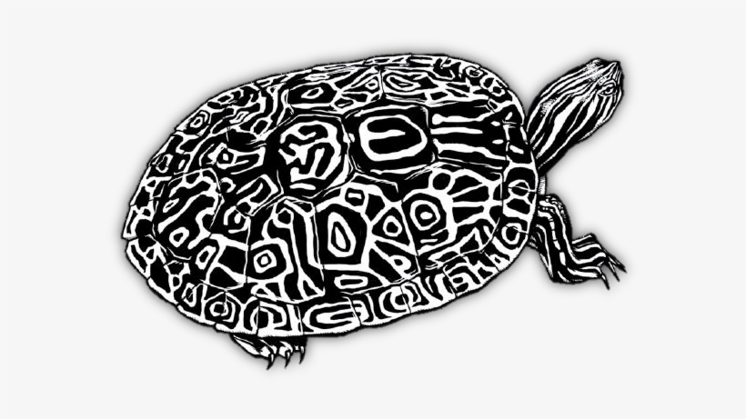 Watrivcootbw - Pseudemys Concinna Concinna, transparent png #2464110