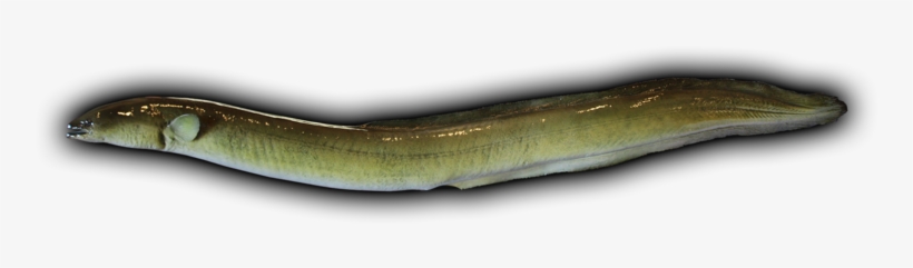 American Eel Fish Mount - Eel Png, transparent png #2470892