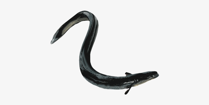 Transparent Eel Black Jpg Free Download - Portable Network Graphics, transparent png #2470964