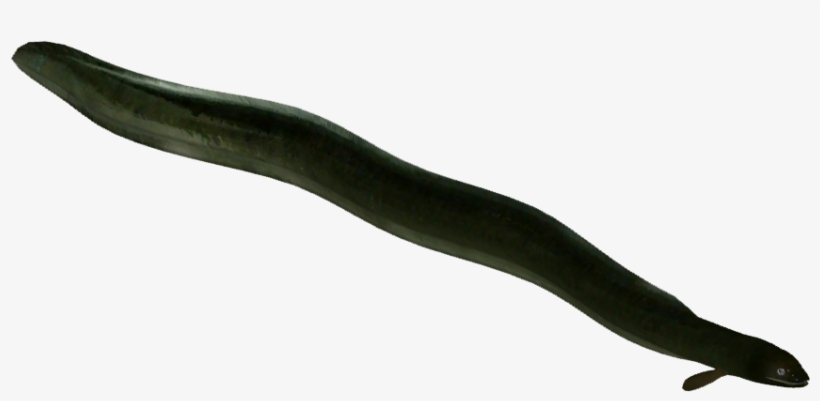 New Zealand Longfin Eel - Long Fin Eel Png, transparent png #2470966