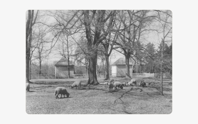 Tuckahoe Plantation, Boyhood Home Of Thomas Jefferson, - Varina Plantation Randolph, transparent png #2471046