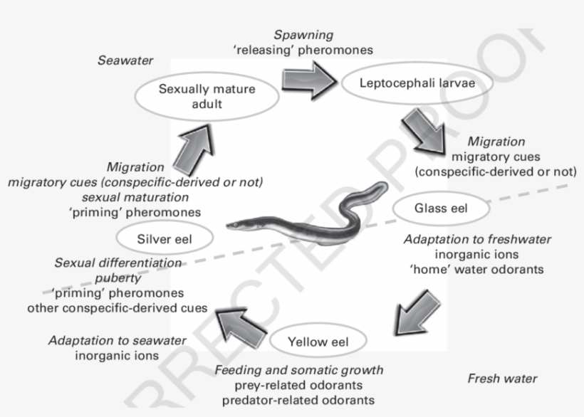 The Life Cycle Of The Freshwater Eel - The Freshwater Eel, transparent png #2471439