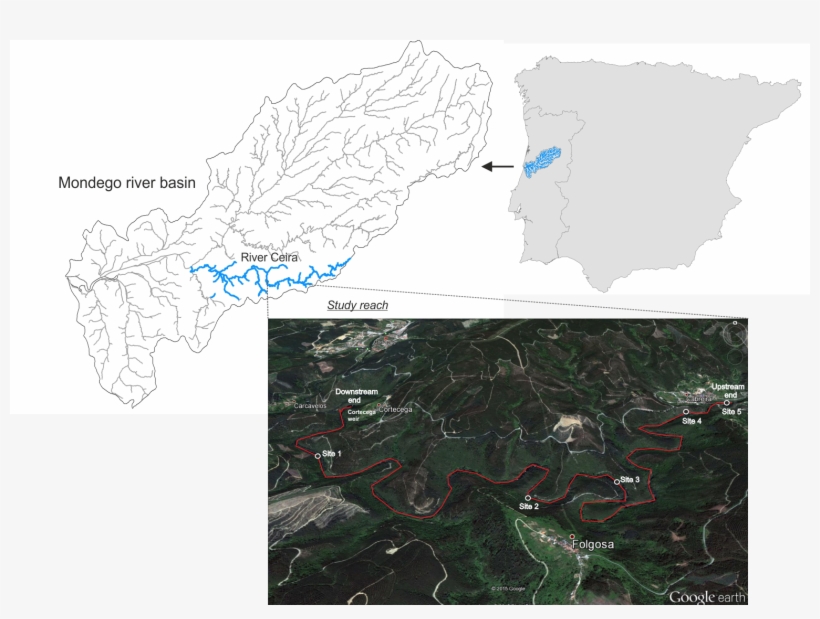 Study Reach Selected In River Ceira For The Restocking - Atlas, transparent png #2471615
