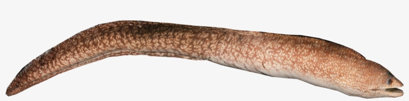 Transparent Eel Banner Royalty Free Stock - Easter Island Moray Eel, transparent png #2471620