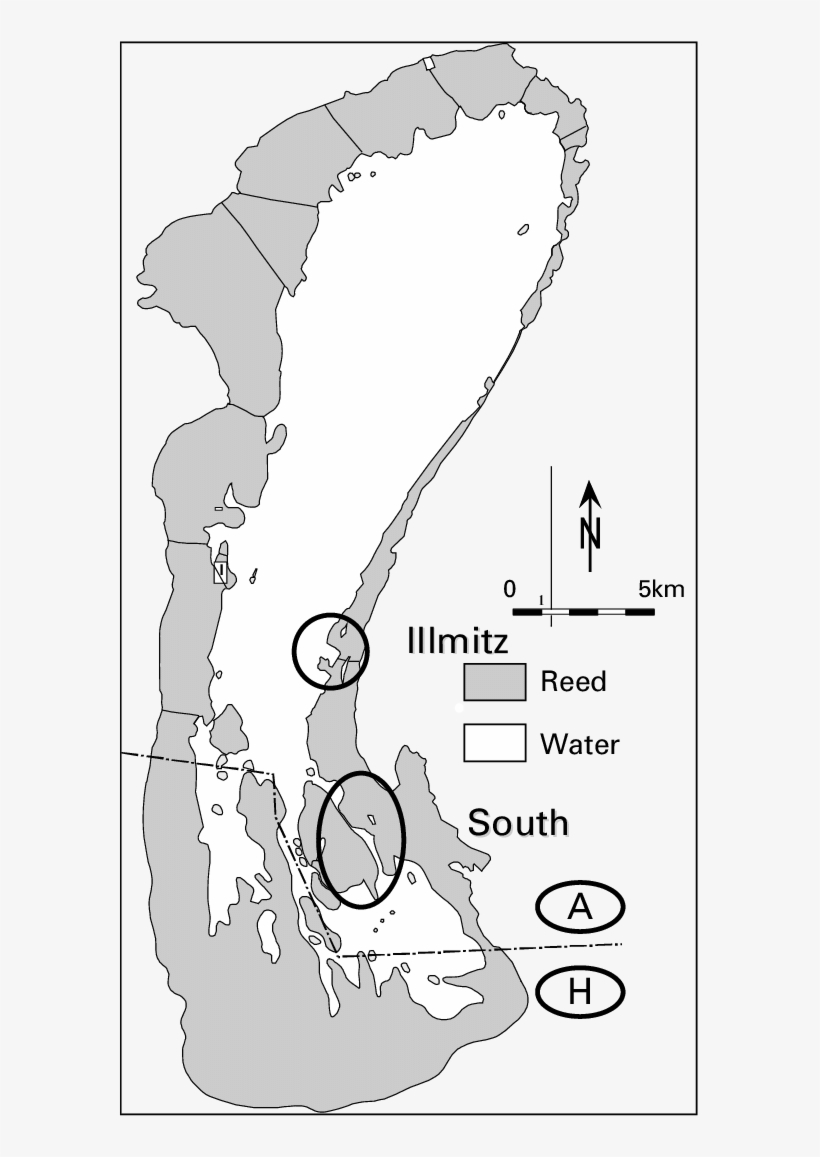 Eel Sampling Areas In The Bay Of Illmitz And In The - Map, transparent png #2471685