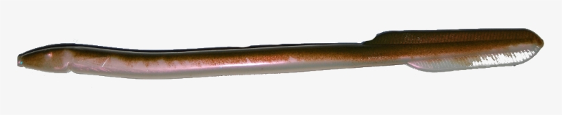 Eel - Conger Eel, transparent png #2471751