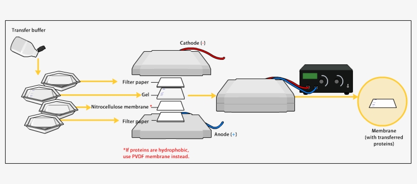 Western Blot Transfer - Western Blot, transparent png #2472865