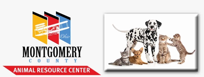 Dear Neighborhood Associations, - Two Dalmatian Dogs Photography By Eazl, Size: 12 X, transparent png #2473136