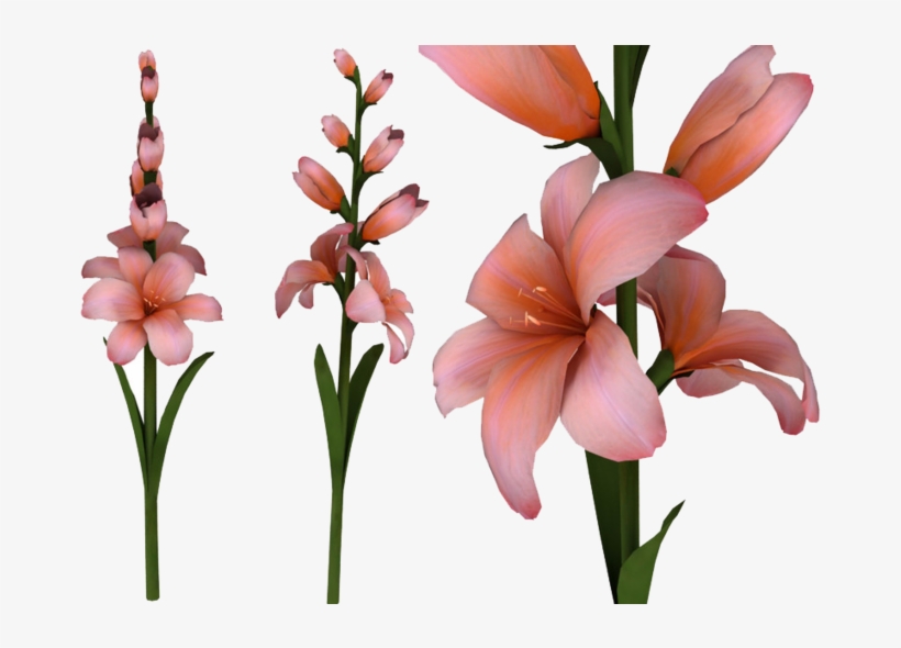 Gladiolus Png Hd - Clip Art, transparent png #2474330
