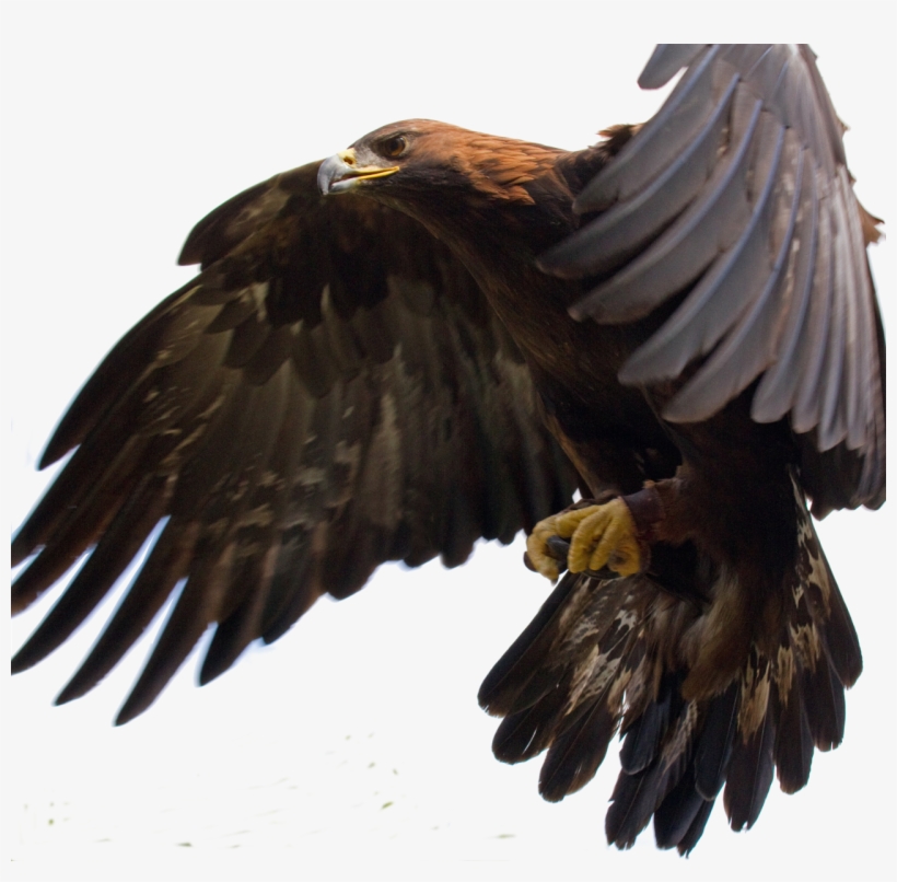 Golden Eagle In Flight - Predator Of A Toucan, transparent png #2477019