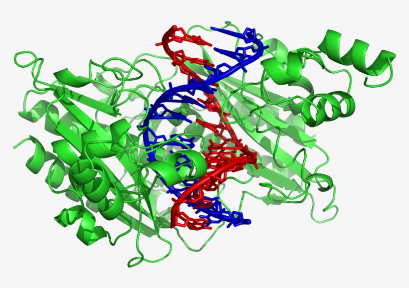 Ecorv 1rva - Structure Des Enzymes De Restriction, transparent png #2477051