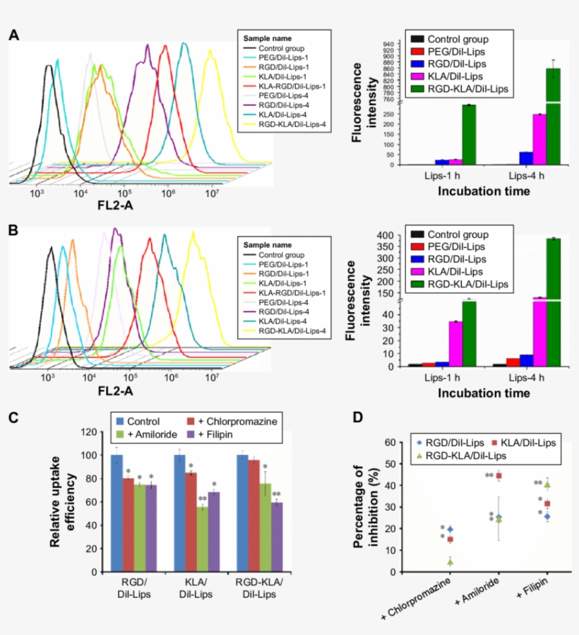 Cellular Trafficking Of Different Dil Loaded Liposomal - 4t1, transparent png #2478472