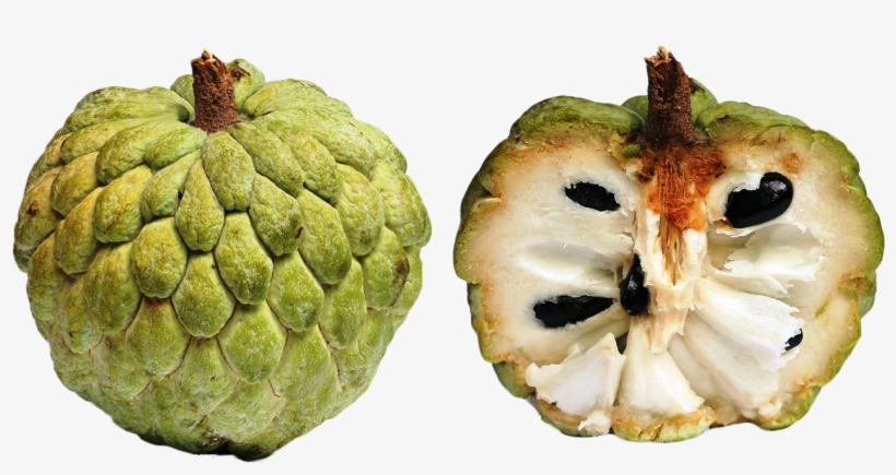 Cherimoya Tropical Exotic Fruits - Sugar Apple, transparent png #2478659