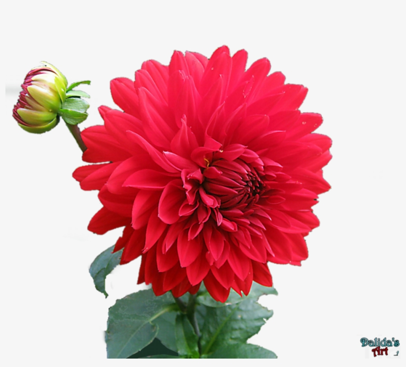 Dahlia Png Hd Png Mart - Beautiful Nature Love Birds, transparent png #2479481