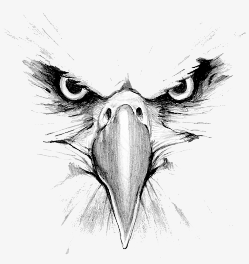 Picture - Drawing Of An Eagle Head, transparent png #2480692