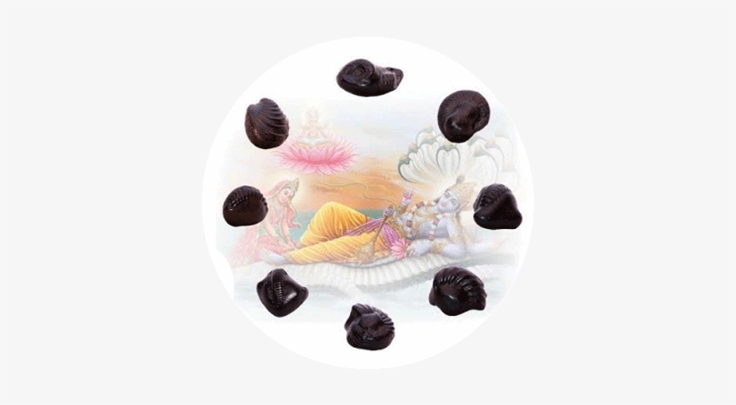 The Glory And Significance Of Saligramas - Population Coding Primary Motor Cortex, transparent png #2480788